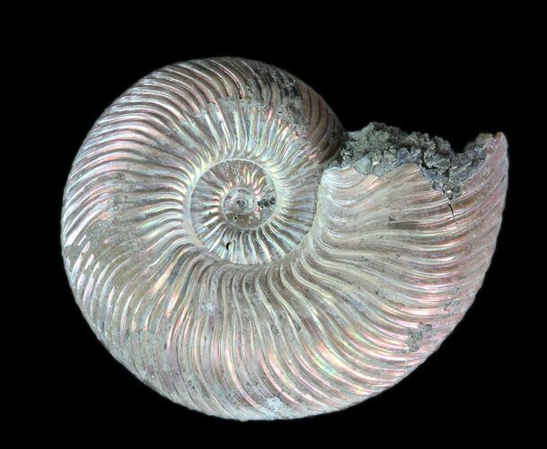 Iridescent Ammonite (Quenstedticeras) Fossil With Pyrite #78517